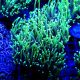 Bouture Euphyllia Glabrescens "Golden Torch 1 polype"
