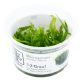 Tropica 1-2-Grow! Microsorum pteropus 'Narrow' 6,90 €