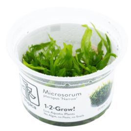 Tropica 1-2-Grow! Microsorum pteropus 'Narrow' 6,90 €