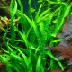 Tropica 1-2-Grow! Microsorum pteropus 'Narrow' 6,90 €