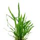 Tropica 1-2-Grow! Microsorum pteropus 'Narrow' 6,90 €
