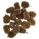 Hobby casuarina cones 25 pièces