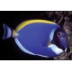 Acanthurus leucosternon : 8 à 10 cm* 