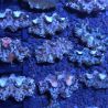 Tridacna Squamosa tigrés (3-5 cm)