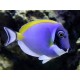 Acanthurus leucosternon : 13 à 15 cm* 127,50 €