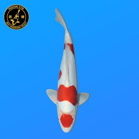 Koï Japon Nisai Doitsu Kohaku Mâle eleveur Shinoda 47cm