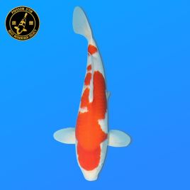 Koï Japon Nisai Kohaku	Mâle eleveur Himitsu 46 cm