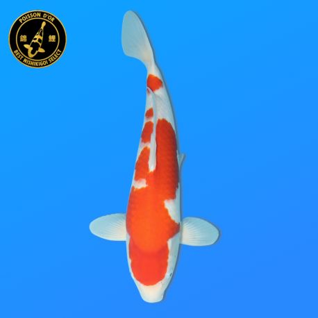 Koï Japon Nisai Kohaku	Mâle eleveur Himitsu 46 cm
