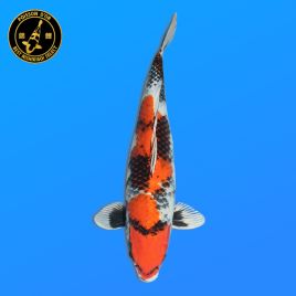 Koï Japon Nisai Kin Showa Femelle eleveur Kanno 51 cm