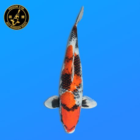 Koï Japon Nisai Kin Showa Femelle eleveur Kanno 51 cm