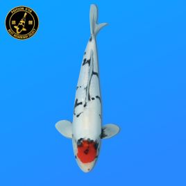 Koï Japon Nisai D. T. Showa Mâle eleveur Shinoda 41 cm
