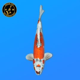 Koï Japon Nisai Doitsu Kujaku Mâle eleveur Kanno 44 cm