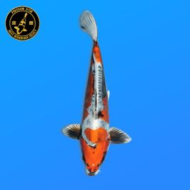 Koï Japon Nisai Doitsu Kogane Mâle eleveur Kanno 44 cm
