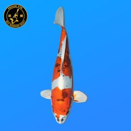 Koï Japon Nisai Yamakiko Femelle	Kanno 47 cm