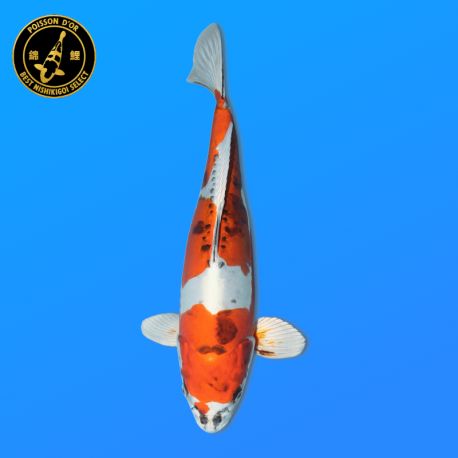 Koï Japon Nisai Yamakiko Femelle	Kanno 47 cm