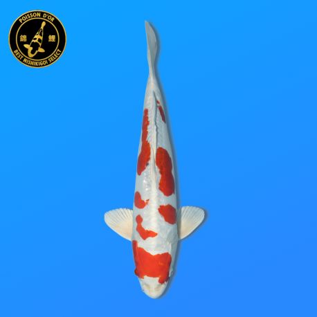 Koï Japon Nisai Kikusui Mâle eleveur Kanno	44 cm
