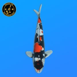 Koï Japon Nisai Doitsu Showa Mâle eleveur Shinoda 42 cm