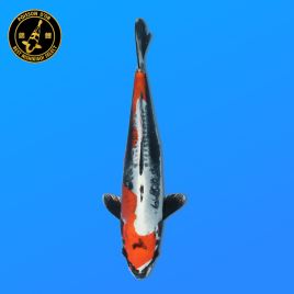 Koï Japon Nisai Benikiko Mâle eleveur Aoki 36 cm