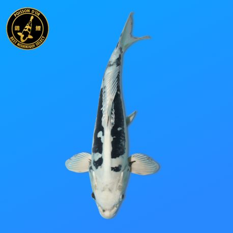Koï Japon Nisai Kikokuryu Mâle eleveur Kawakami 38 cm