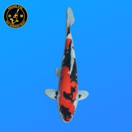 Koï Japon Nisai Doitsu Showa Mâle eleveur Kase	38 cm