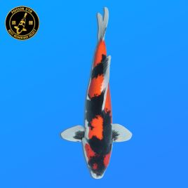 Koï Japon Nisai Doitsu Showa Mâle eleveur Kase 44 cm