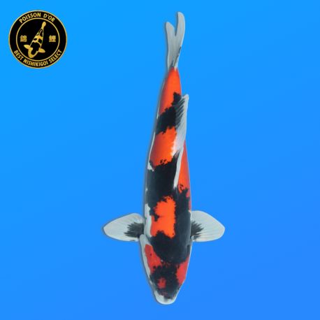 Koï Japon Nisai Doitsu Showa Mâle eleveur Kase 44 cm