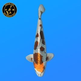 Koï Japon Nisai Kogane	Mâle eleveur Kase 45 cm