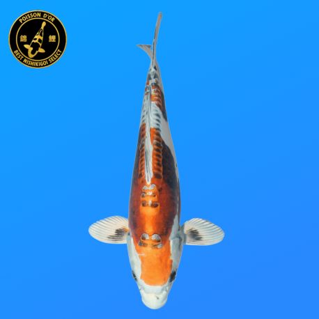 Koï Japon Nisai Beni Kikokuryu Femelle eleveur Kawakami	41 cm