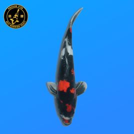 Koï Japon Nisai Doitsu Showa Mâle eleveur Kawakami 38 cm