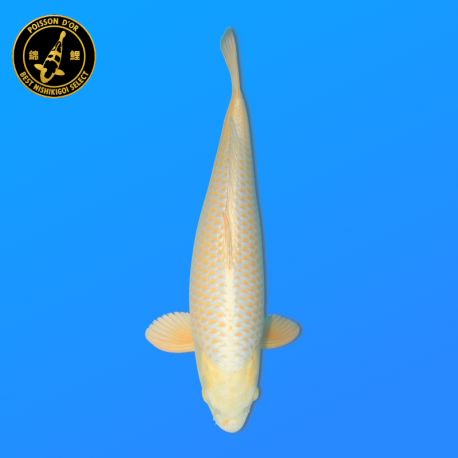 Koï Japon Yellow Kabuto	Femelle	Izumiya	Nisai	57 cm