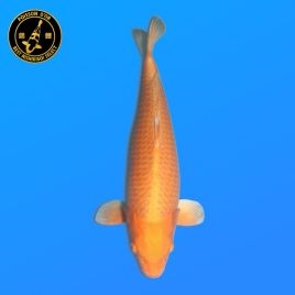 Koï Japon Orenji Ogon	Femelle	Okawa	Nisai	54 cm