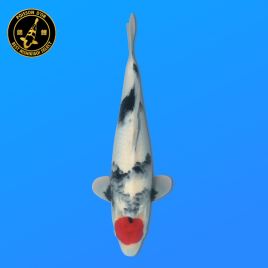 Koï Japon Tancho Showa	Femelle	T. Sakai	Nisai	46 cm