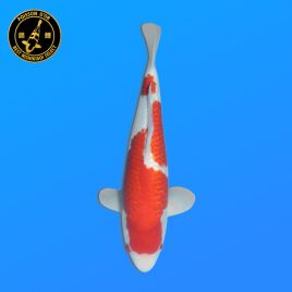 Koï Japon Ginrin Kohaku		Ogata	Nisai	45 cm