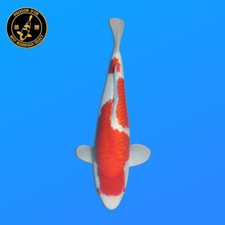 Koï Japon Ginrin Kohaku		Ogata	Nisai	45 cm