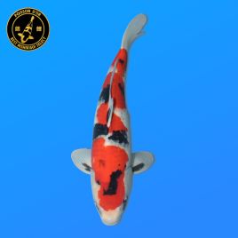 Koï Japon Showa	Mâle	Nogami	Nisai	48 cm