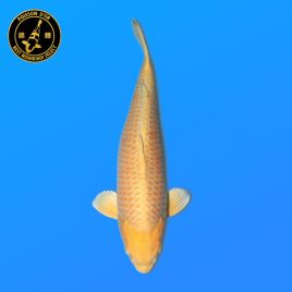 Koï Japon Yamabuki	Femelle	Izumiya	Nisai	59 cm