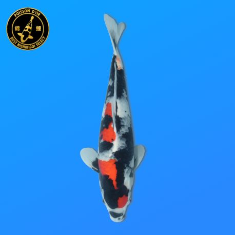 Koï Japon Showa	Mâle	Himitsu	Nisai	49 cm