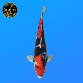Koï Japon Showa	Femelle	Himitsu	Nisai	47 cm