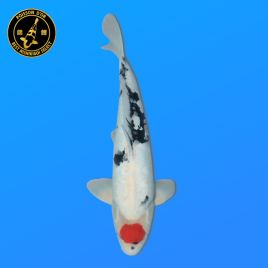 Koï Japon Tancho Showa	Mâle	Koda	Sansai	52 cm