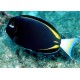 Acanthurus nigricans : 8-10 cm  