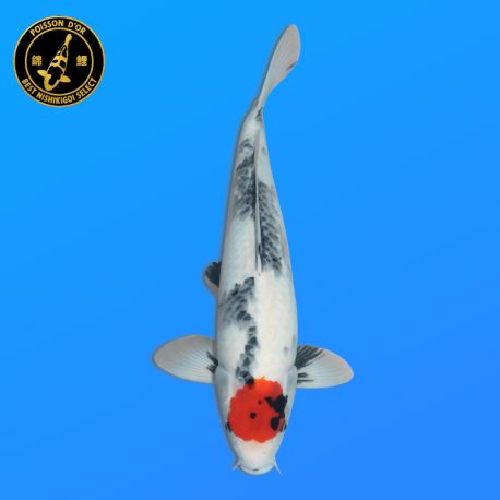 Koï Japon Tancho Showa	Mâle	Koda	Sansai	49 cm