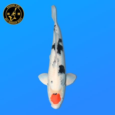 Koï Japon Tancho Showa	Mâle	Koda	Sansai	55 cm