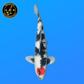 Koï Japon Tancho Showa	Mâle	Koda	Sansai	55 cm