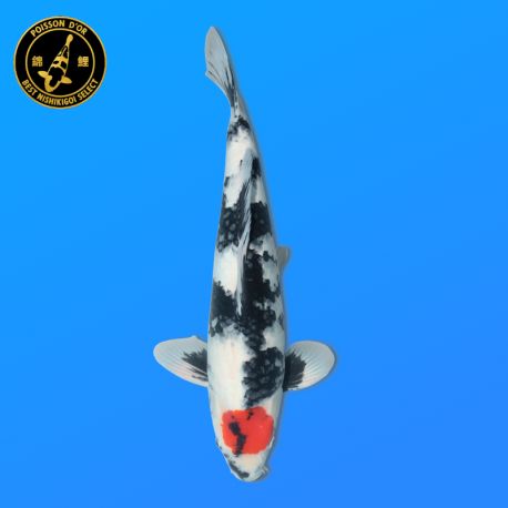 Koï Japon Tancho Showa	Mâle	Koda	Sansai	55 cm