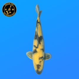 Koï Japon Ki Utsuri	Mâle	Maruhiro	Nisai	53 cm