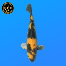 Koï Japon Ki Utsuri	Mâle	Otsuka	Nisai	48 cm