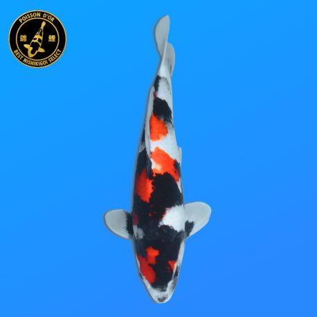 Koï Japon Showa 	Mâle	Himitsu	Nisai	42 cm