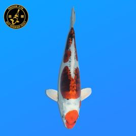 Koï Japon Yamatonishiki		Aoki	Nisai	39 cm