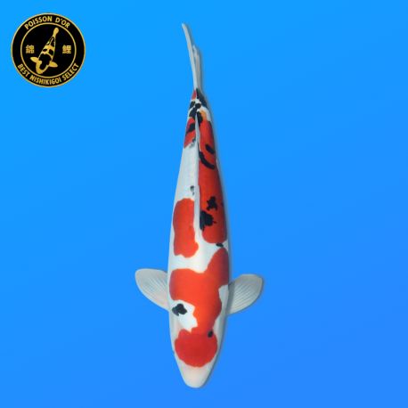 Koï Japon Doitsu Sanke		Shinoda	Nisai	42 cm