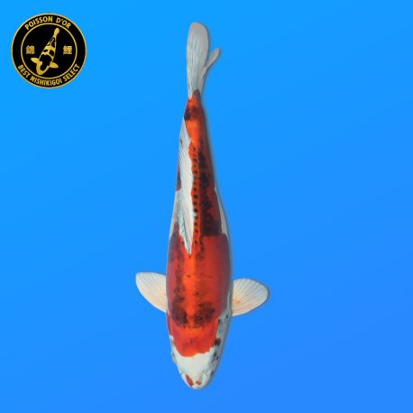 Koï Japon D. Beni Kiko	Femelle	Seiki	Nisai	44 cm